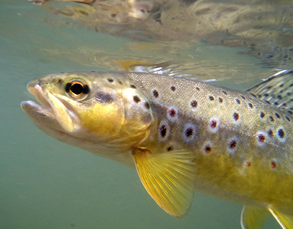 Brown trout lying next to rod